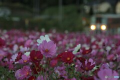 薄紅の秋桜が秋の日の・・・