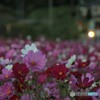 薄紅の秋桜が秋の日の・・・