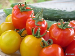 夏野菜2