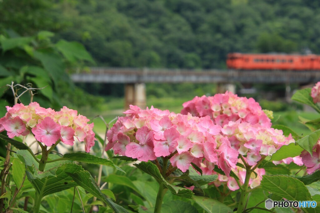 紫陽花