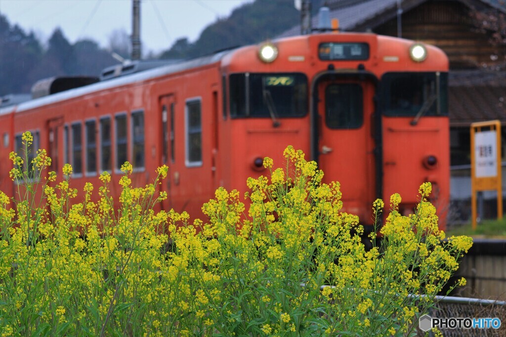 雨の菜の花