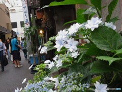 路地裏アジサイ