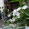路地裏アジサイ