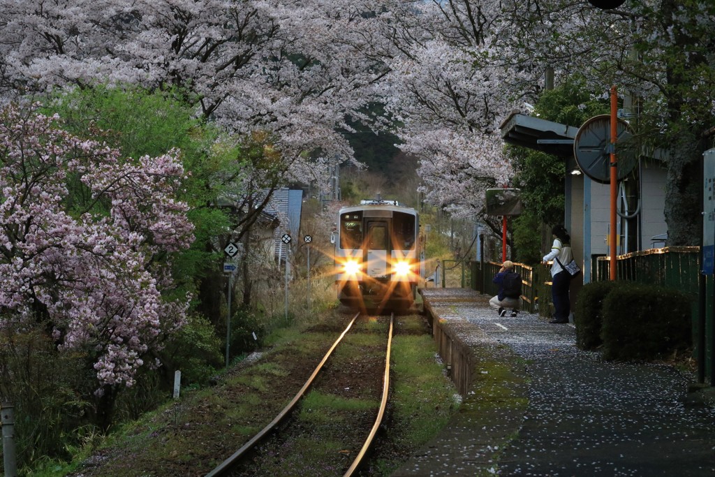 桜のトンネル2