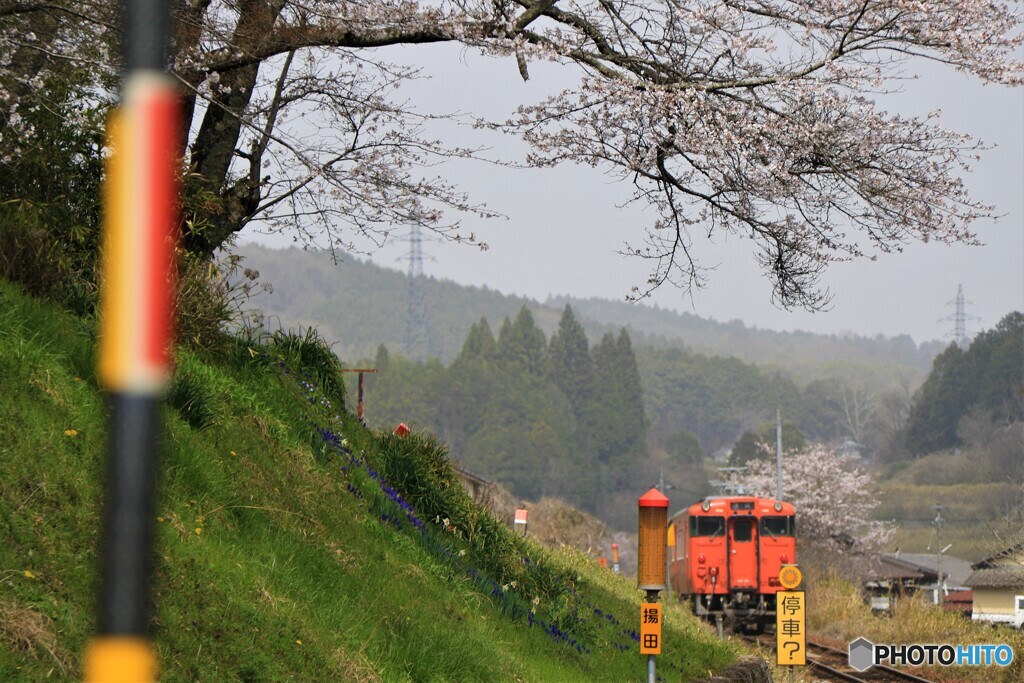 桜を見上げて