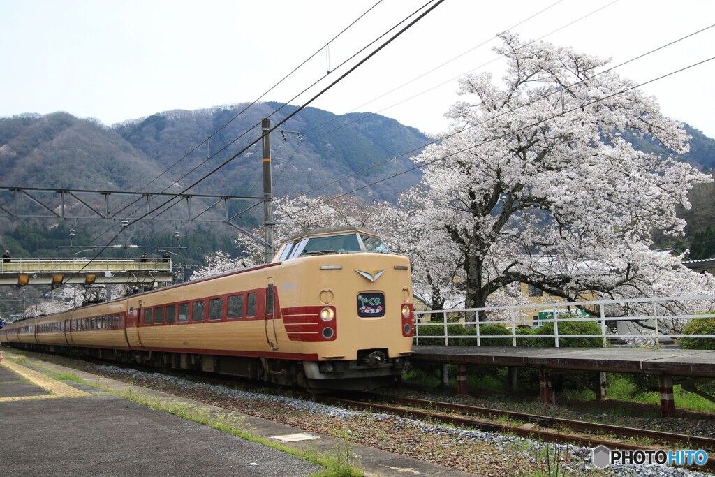 満開の桜に見送られ2