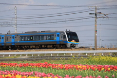 チューリップと南風　2