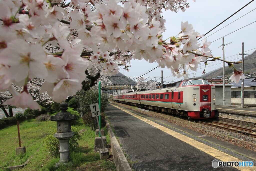 桜に包まれて2