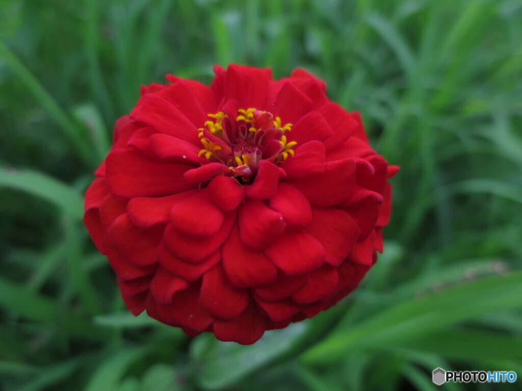 夏の赤色2