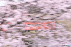 桜の中に
