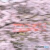 桜の中に