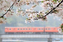 雨あがりの桜