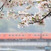 雨あがりの桜