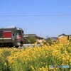 spring　train4