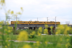 菜の花と　黄色い電車
