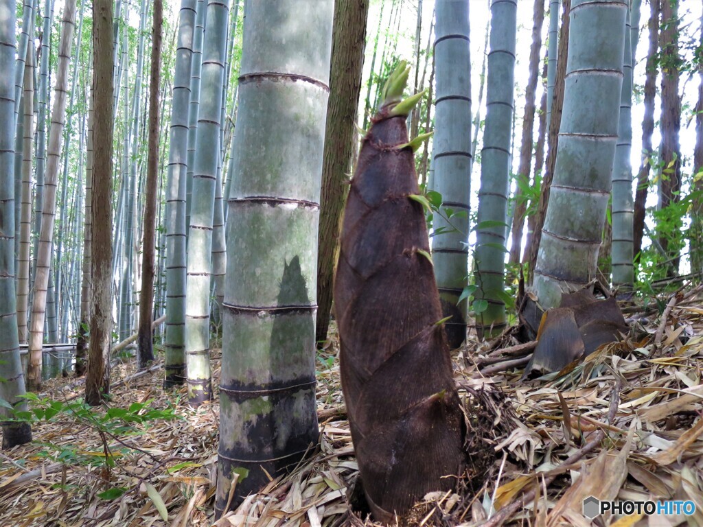 竹やぶ