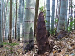 竹やぶ