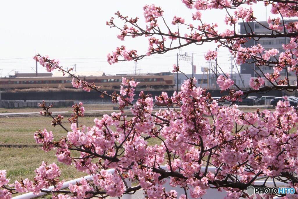 河津桜とやくも8号