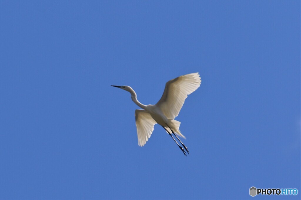 春風に舞う