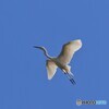 春風に舞う
