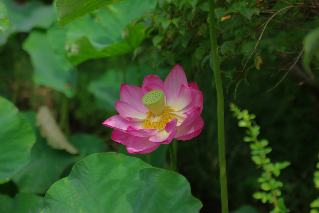 箱根湿生花園