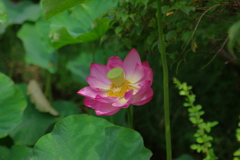 箱根湿生花園