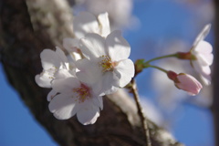 桜４