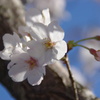 桜４