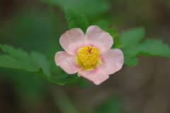 IMGP3169