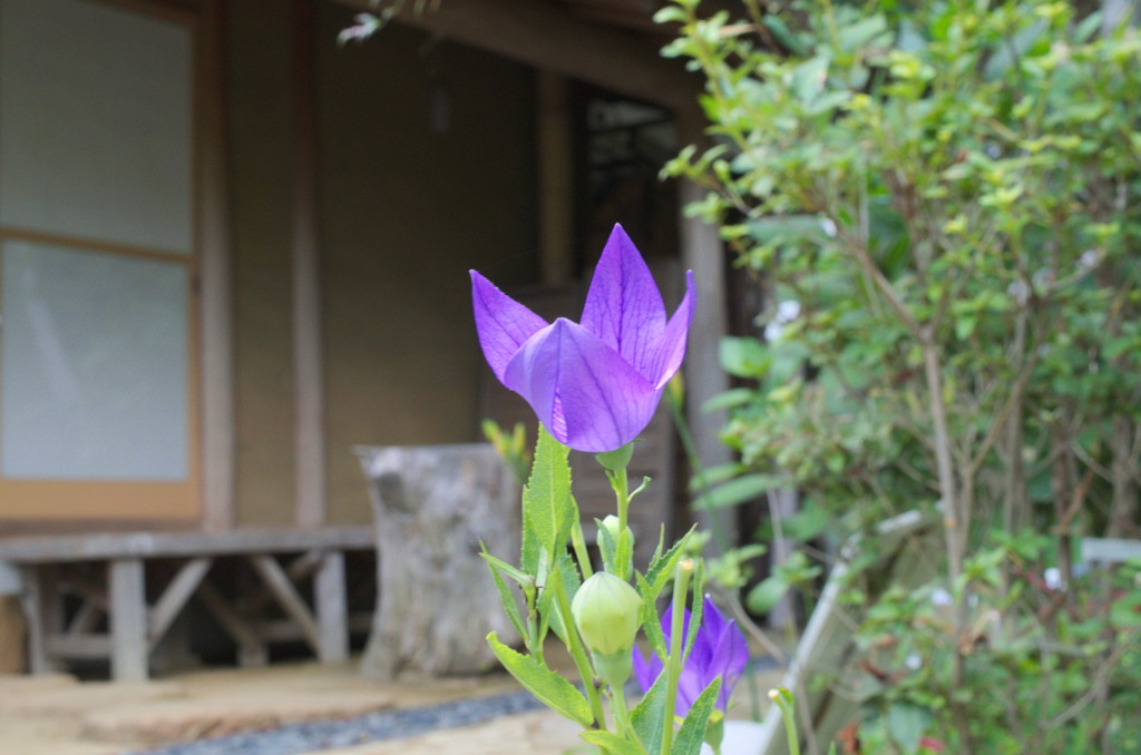 ききょう寺