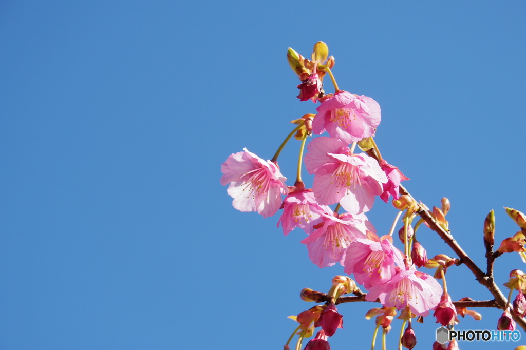 土肥桜