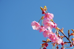 土肥桜