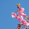 土肥桜
