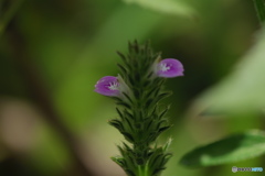 葉梨川沿いの花