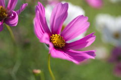 IMGP2559