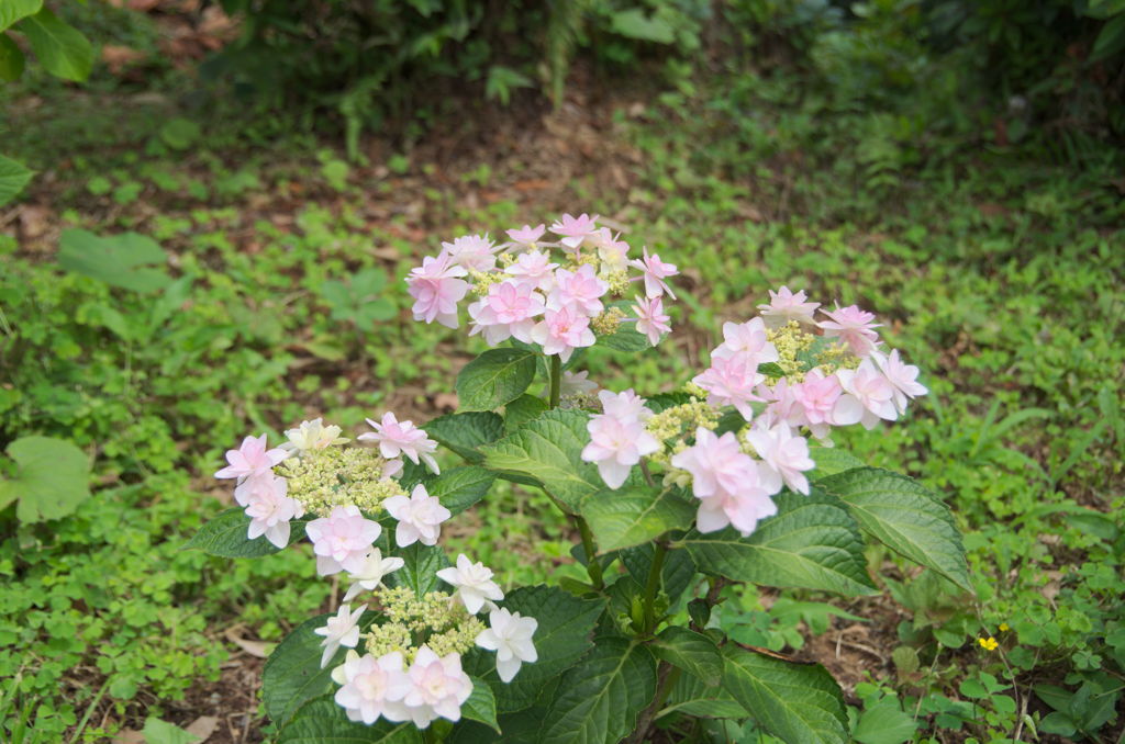 IMGP3709下田公園