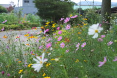 IMGP0718
