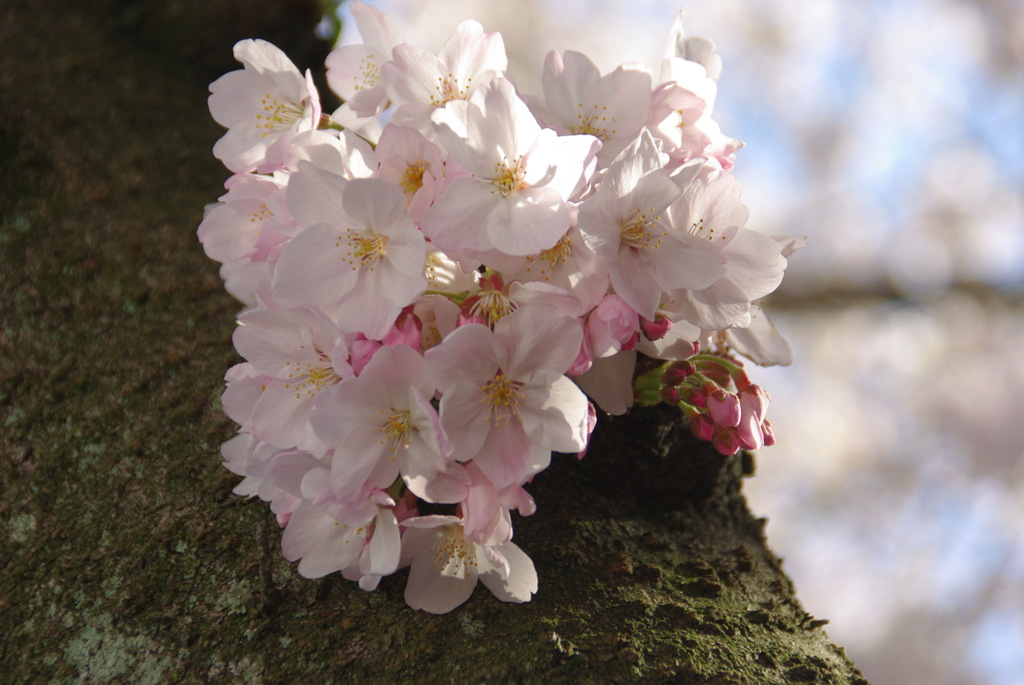 桜６