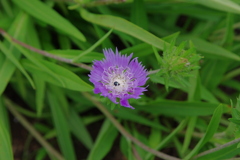 IMGP2445