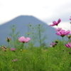 富士山・コスモス