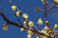蝋梅