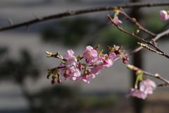 寒桜