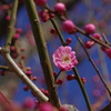 曽我梅林２