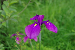 箱根湿生園