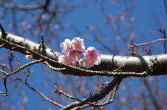 寝姿山　桜２