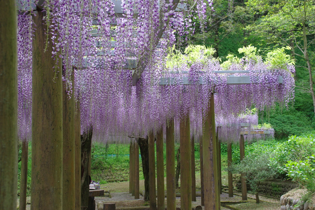 蓮花寺公園　藤４