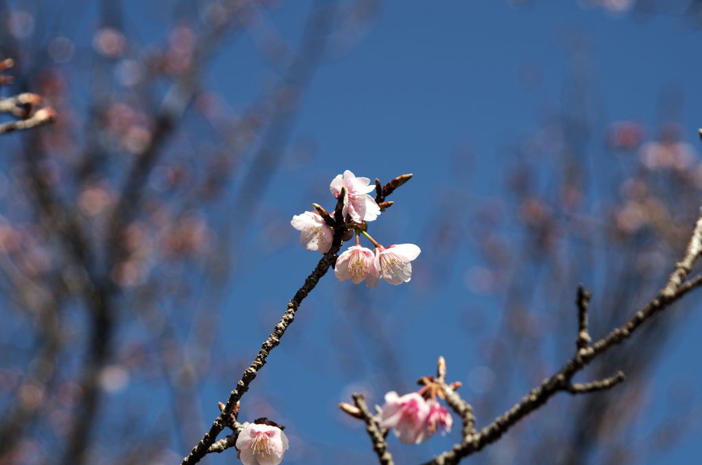 寝姿山 桜