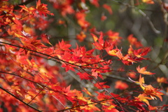 芦川渓谷２