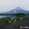 富士山（河口湖より）