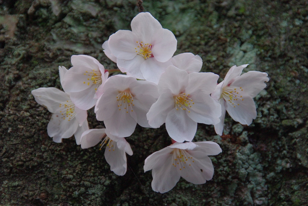 桜２